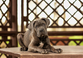 dog puppy three months old cane corso for a walk in the park in spring