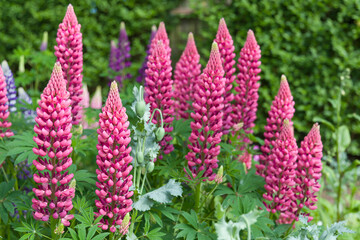 Obraz premium Lupins, lupin plant with flowers growing in a back garden UK