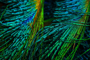 peacock feather background, Peacock feather, Peafowl feather, Bird feather, Closeup of peacock...