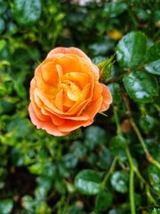 orange rose with dew drops