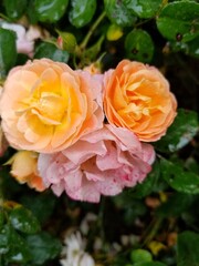 yellow rose in garden