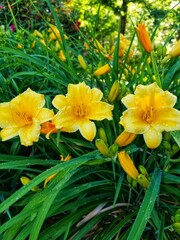 yellow flowers in the garden