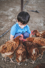 The little boy's hand feeding chickens at a chicken farm. Hand of kid feeding chicken with rice and grain at indoor farm. Way of life in countryside.