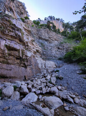 mountains and forest in summer