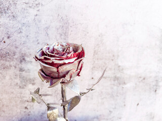Beautiful silver rose with copy space 
