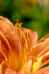 View of a colorful flower, Poland