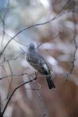 Gray bird on a branch, Poland
