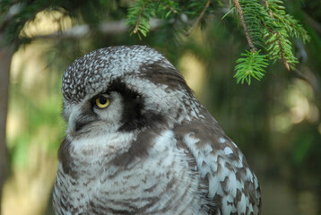 A view of a bird of prey, Poland