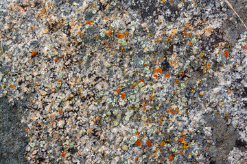 Background texture of old lichen and moss on stones.