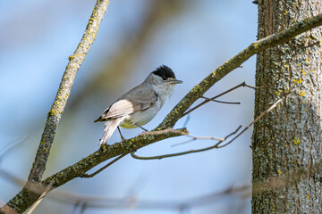 Sylvia atricapilla - Blackcap - Fauvette à tête noire