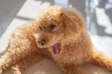 白い部屋と光とトイプードル