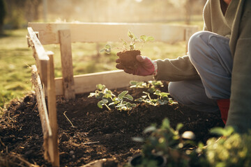 close up woman holding plant with soil, preparing for planting