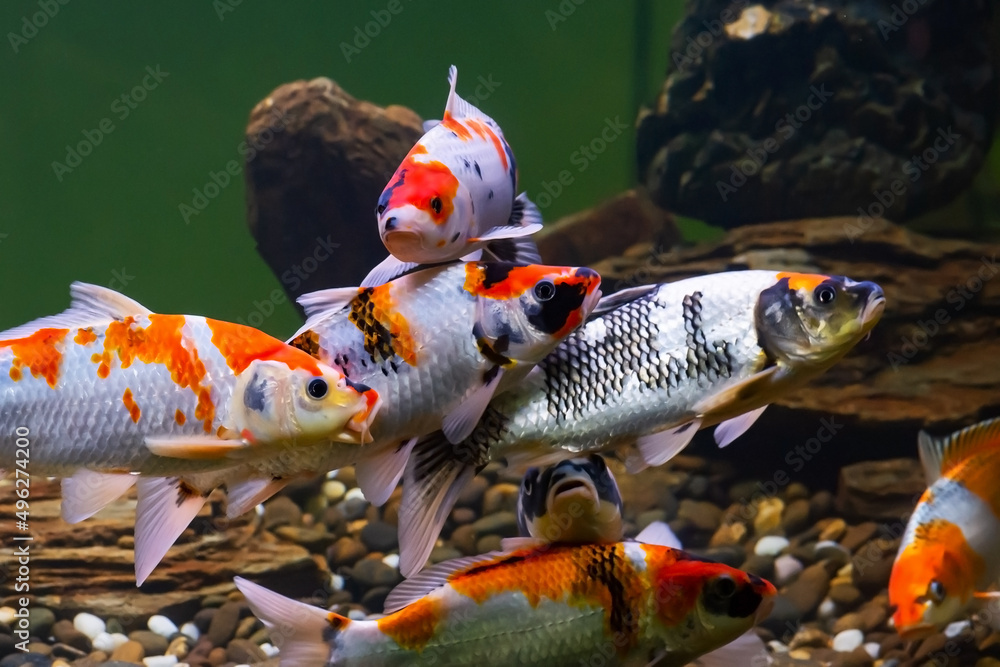 Wall mural fancy carp (Glass carp, koi) swim in the aquarium. Cyprinus carpio is a common species of colored carp kept for decorative purposes in home aquariums.