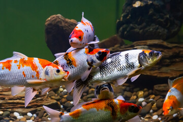 fancy carp (Glass carp, koi) swim in the aquarium. Cyprinus carpio is a common species of colored carp kept for decorative purposes in home aquariums.