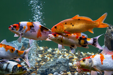 fancy carp (Glass carp, koi) swim in the aquarium. Cyprinus carpio is a common species of colored carp kept for decorative purposes in home aquariums.