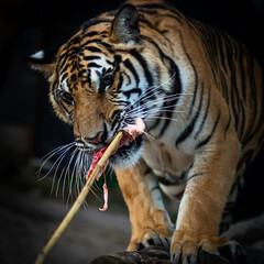 Close up a tiger's face eating food.