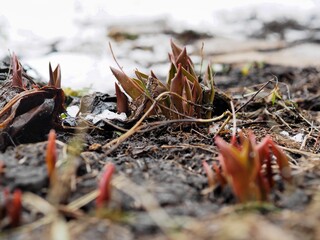 The first shoots of tulips growing through the last spring snow on thawed patches. Early spring.