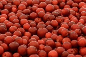 Berry texture with lingonberry. Partridgeberry background.