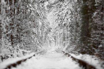 Fototapeta na wymiar winter in Natural Tunnel of Love with Railway Road. Klevan, Ukraine. picturesque frozen forest with snow covered spruce and pine trees. winter woodland. . High quality photo