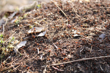 Ants on anthill in macro	
