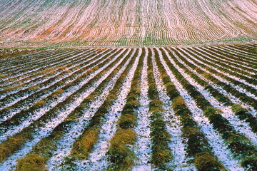 Plowed agricultural field with rows of crops dusted by snow. Geometric winter landscape perfect for...