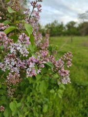 Lilac in the Khortytsa island