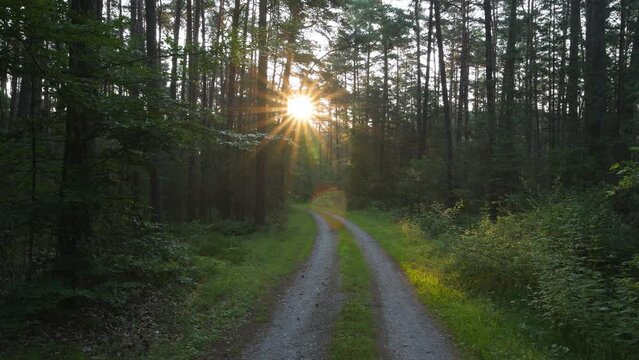 Gravel road through forest at sunrise with sun and sunbeams