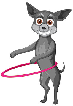A Happy dog play hula hoop on white background