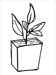 Сute hand drawn houseplant in a pot clipart. Plant illustration isolated on white background. Cozy home doodle.