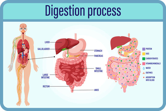 Digestion anddigestion cells and small intestine