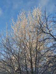 trees on a frosty winter day