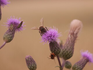 Natur