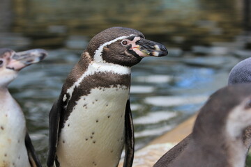 Naklejka premium A portrait of a Humboldt penguin in his flock 