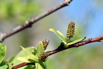 Junge Blätter und Weidenkätzchen einer Salix integra 