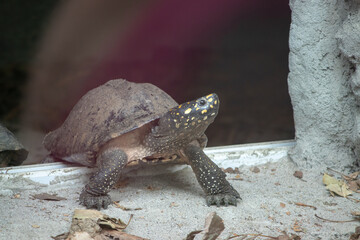 Tortoise looking upward in park.