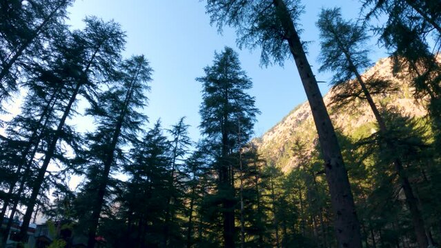 4K wide angle shot of pine trees in the forest in the mountains at Kasol in Himachal Pradesh, India. View of the Pine trees from below. Nature background