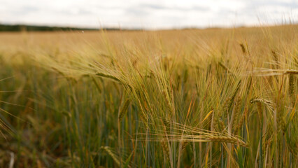 Obraz premium Beautiful landscape field on a summer day. Rural scene. Close up of wheat ears, field of wheat