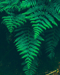 green fern leaves in sunlight