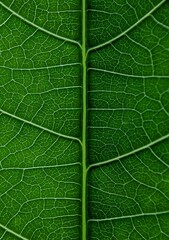 green leaf texture, macro photography, wild plant leaves