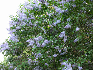 lush bush of blue blooming lilac in spring