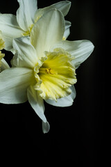 beautiful spring bouquet of flowers of white daffodils close-up on a black isolated background. wallpapers, macro, selective focus