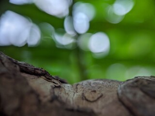 close up of a trunk, macro photography, tree branches and nature blurry background