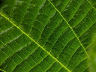 green leaf texture