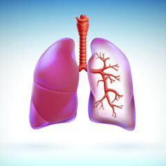 3D illustration of the human lung partially transparent to highlight the respiratory branches within the lung. Used in medicine and education.