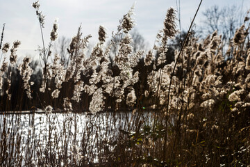Schilfrohr vor einem See im Gegenlicht mit Blendenflecken 