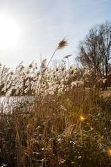 Schilfrohr vor einem See im Gegenlicht mit Blendenflecken 