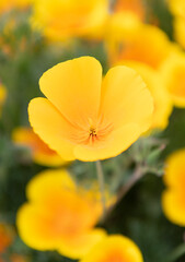 macro of yellow eschscholzia flower. spring flowers on natural background