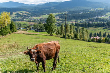 Beautiful cow is on pasture in rural area on a bright summer warm day, greenland, grazing