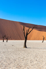 Dead camel thron trees in dry Deadvlei