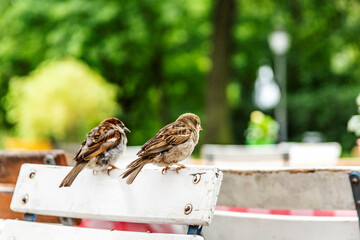 Spatzen auf der Terasse eines Cafes in einem Park